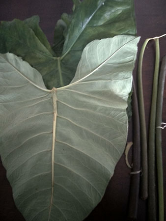 taro leaves